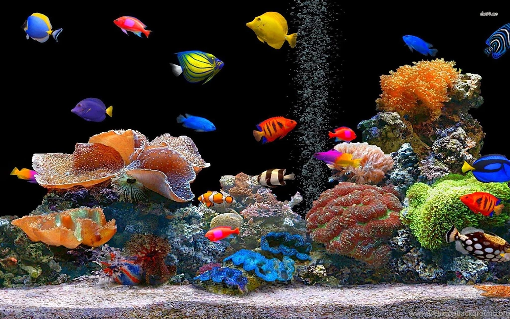 Fish Wallpapers