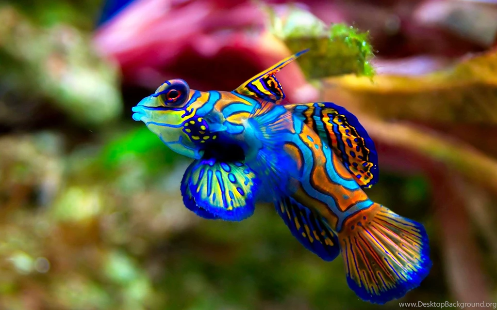 Fish Wallpapers HD Backgrounds Download Desktop • IPhones Wallpapers