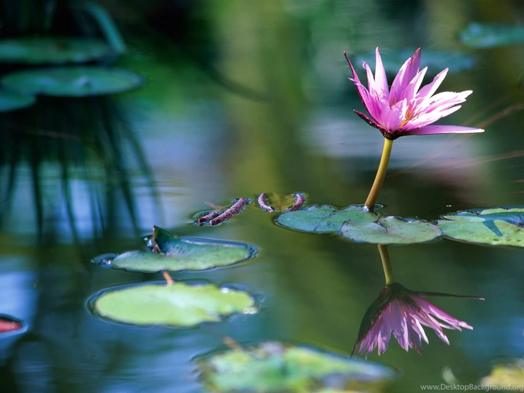 Windows Wallpapers