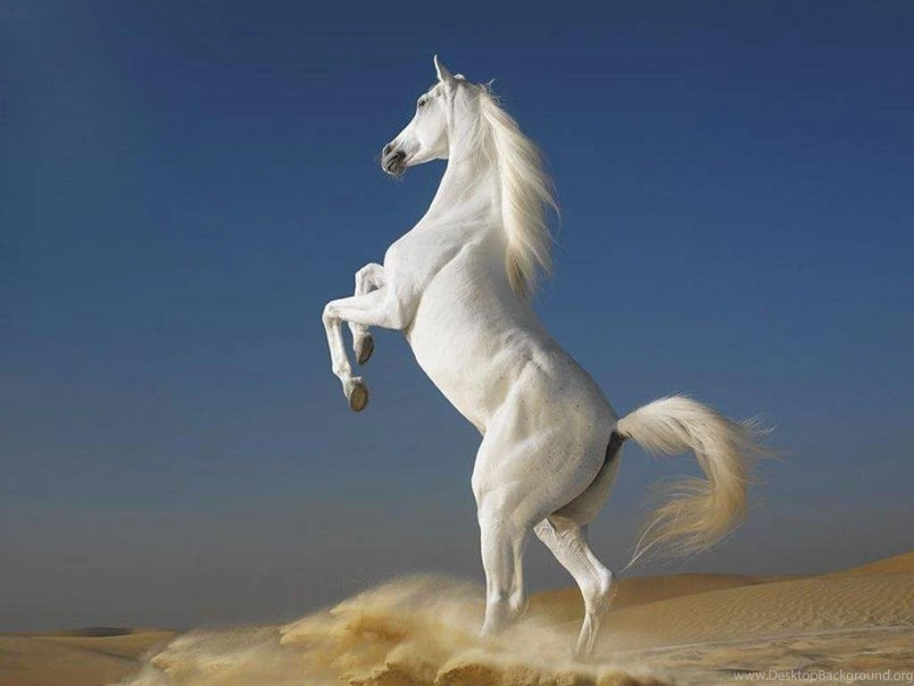 White Horse Wallpapers Desktop