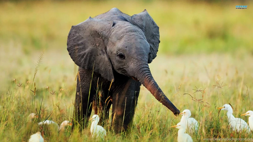 High Resolution Cute Baby Wild Animal Wallpapers HD 8 Full Size ...