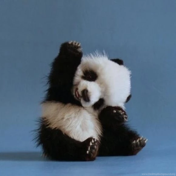 Animal Pics