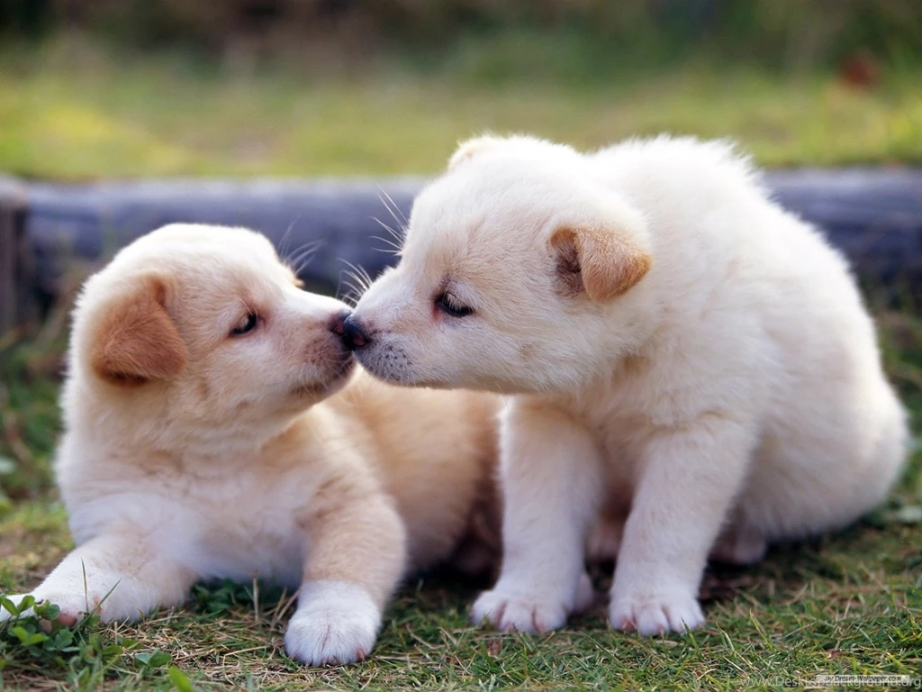 Cute Pictures