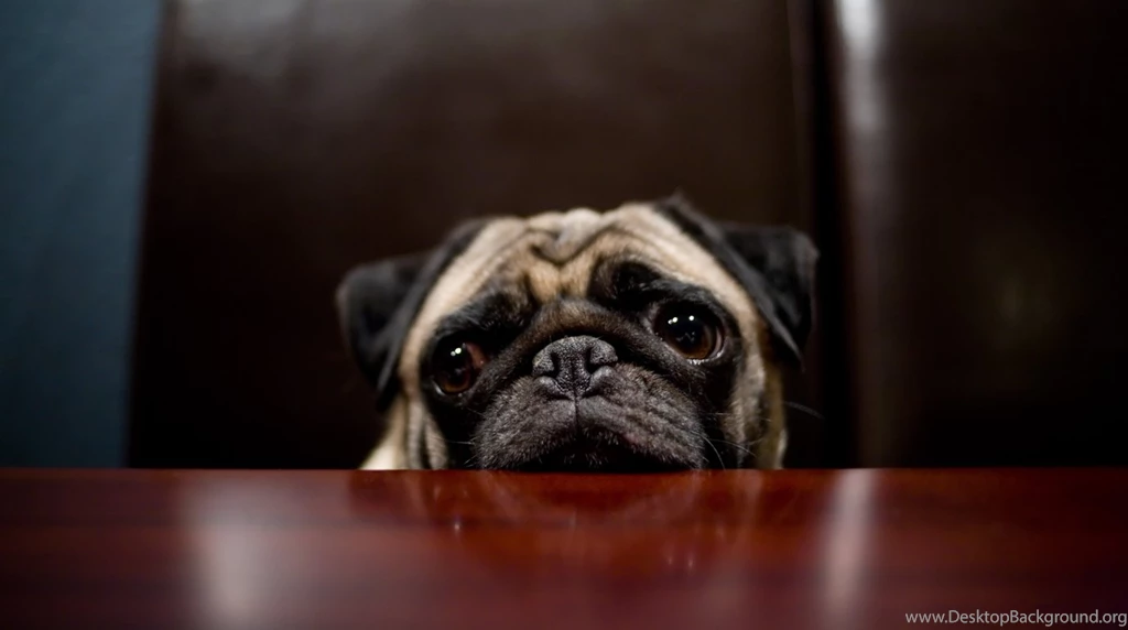 Download Pugs Wallpapers 1376x768