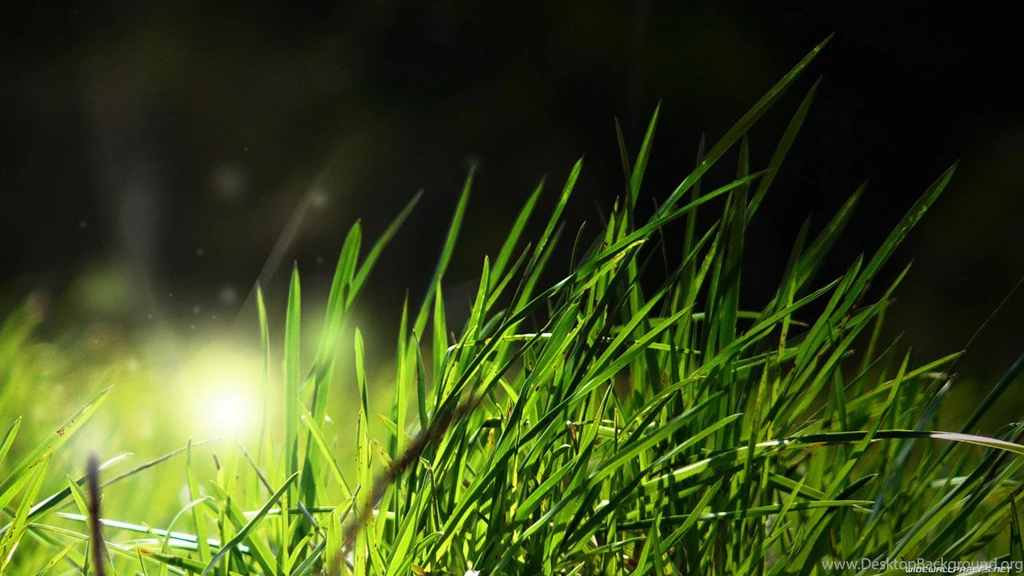 Green Nature Wallpapers 1366x768 Images