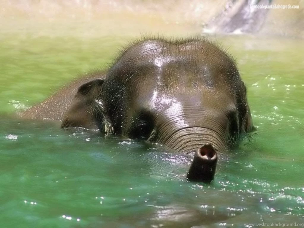 Baby Animals Backgrounds Free Baby Animals Desktop Backgrounds ...