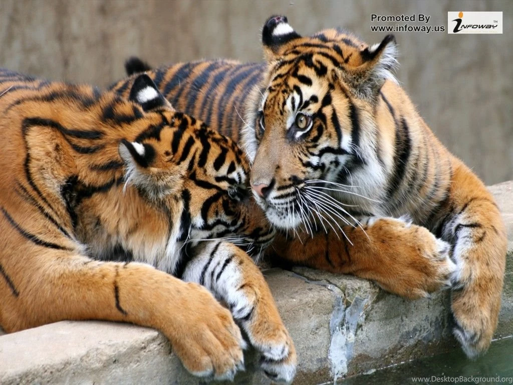 Baby Tiger Wallpapers 3D