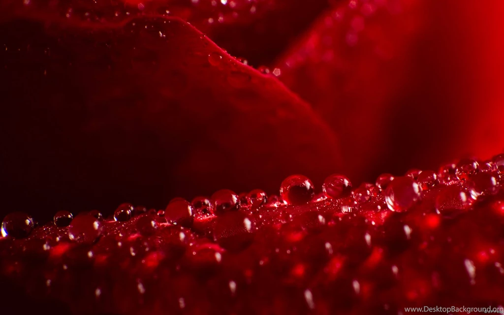 Scarlet Wallpaper. Tags: Rose, Drops 132925702