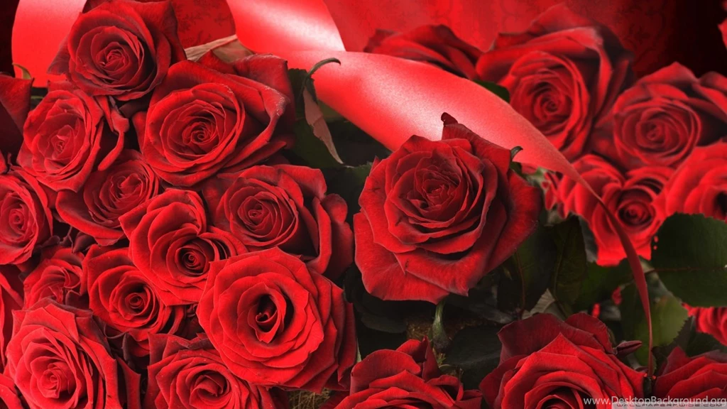 Scarlet Roses With Ribbon HD Desktop Wallpapers : High Definition ...