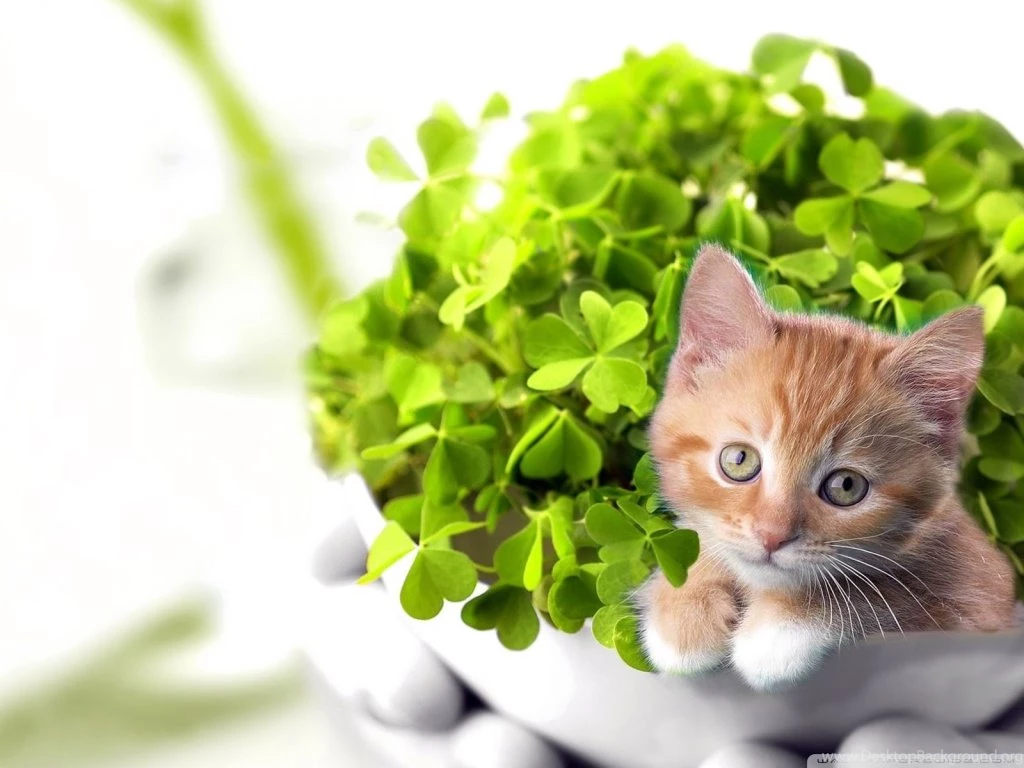 Happy Saint Patrick's Day 2012 HD Desktop Wallpapers : High ...