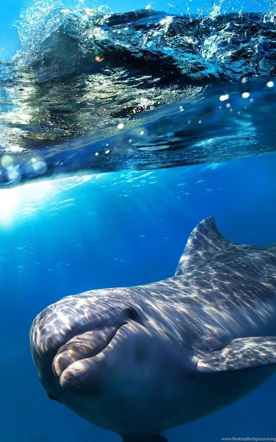 Dolphins Live Wallpapers Android Apps On Google Play