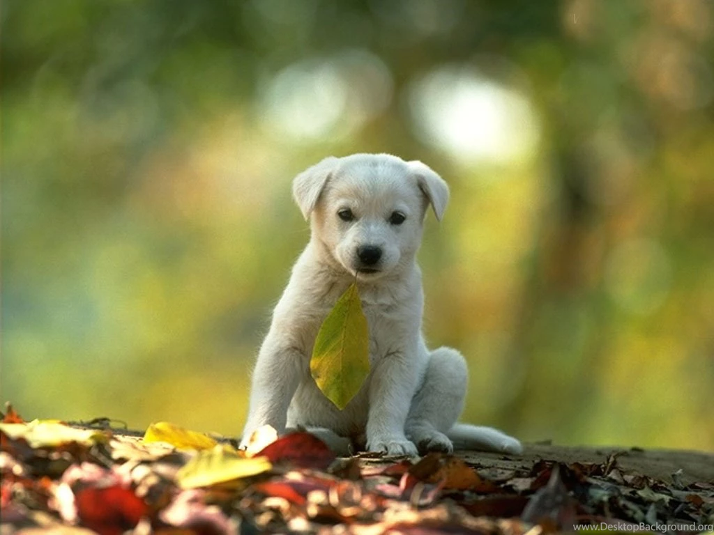 Animals Wallpapers