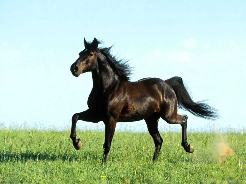 Desktop Backgrounds Horses