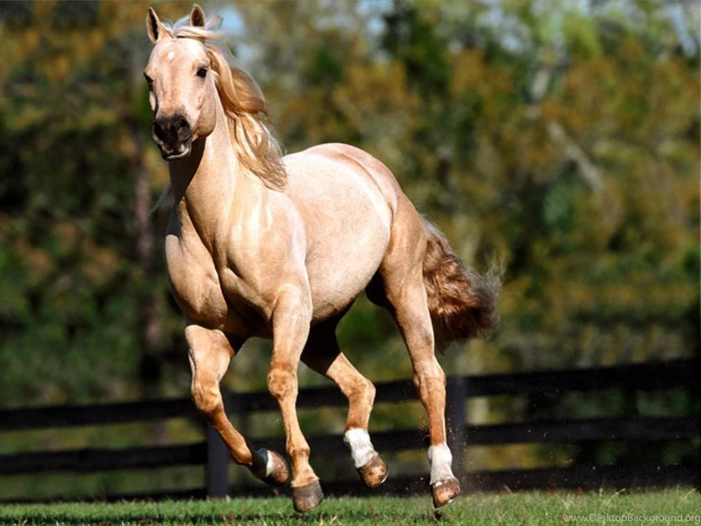 Olawe: Horses Wallpaper Images And Wallpapers And Distinctive For ...