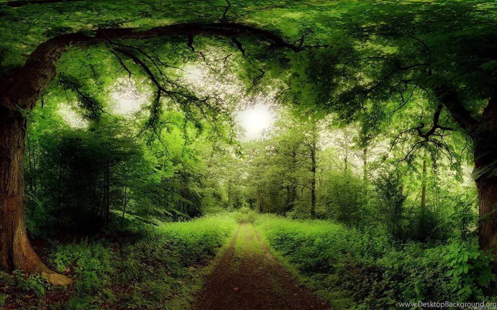 Forest Wallpaper Backgrounds @ Collect HD