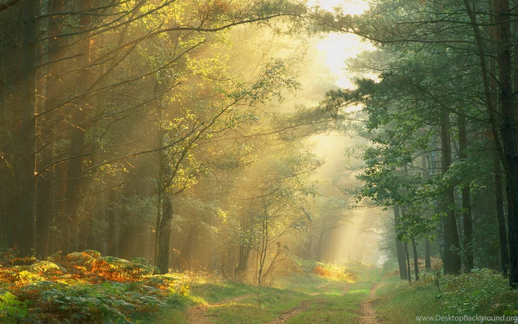 Forest Wallpaper Backgrounds PC