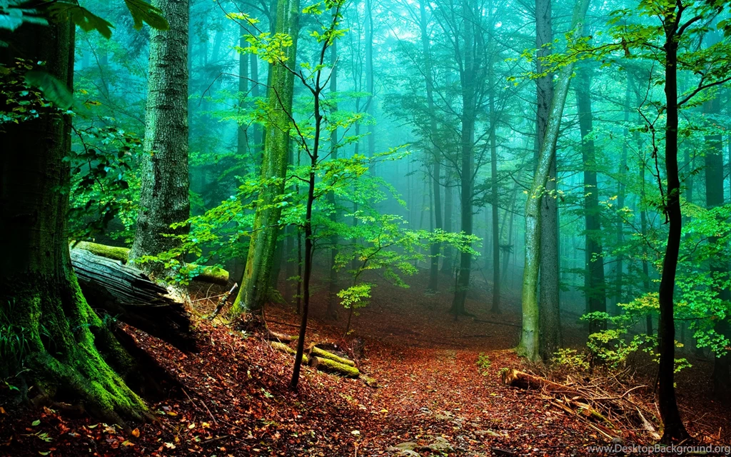 Nature Wallpaper: Scenic Forest Wallpapers HD HD Quality Resolution ...