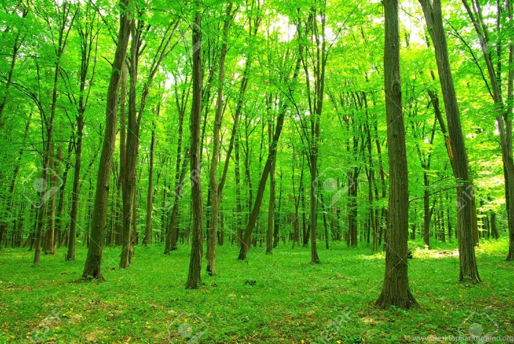 Forest HD Backgrounds 14619 HD Wallpapers Site