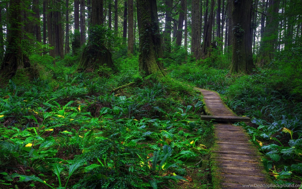 20+ Best HD Spring Forest Backgrounds Wallpapers