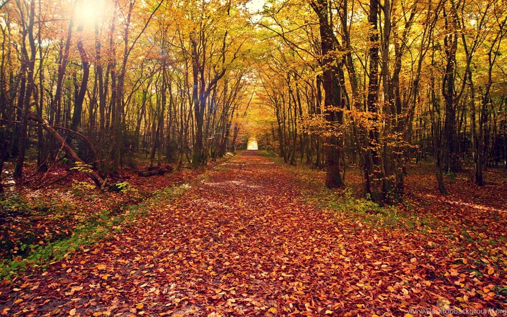 Spring Nature Backgrounds