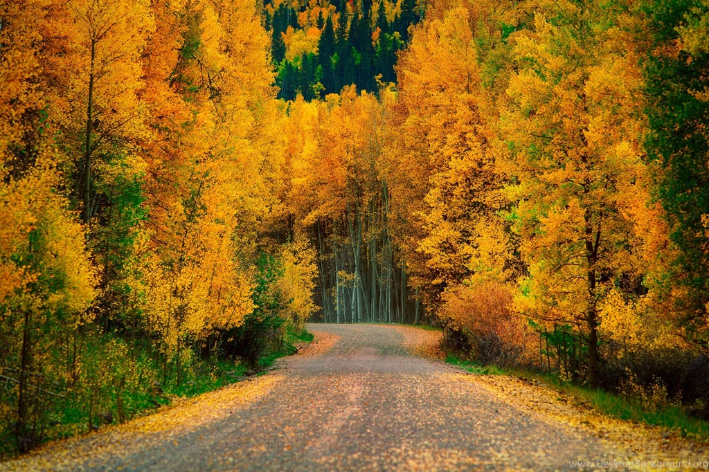 Forest Road Wallpapers HD Wallpaper Backgrounds Of Your Choice
