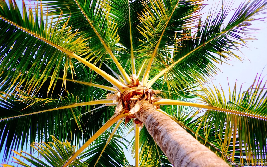 Tropical Nature In Jamaica HD Wallpapers. 4K Wallpapers