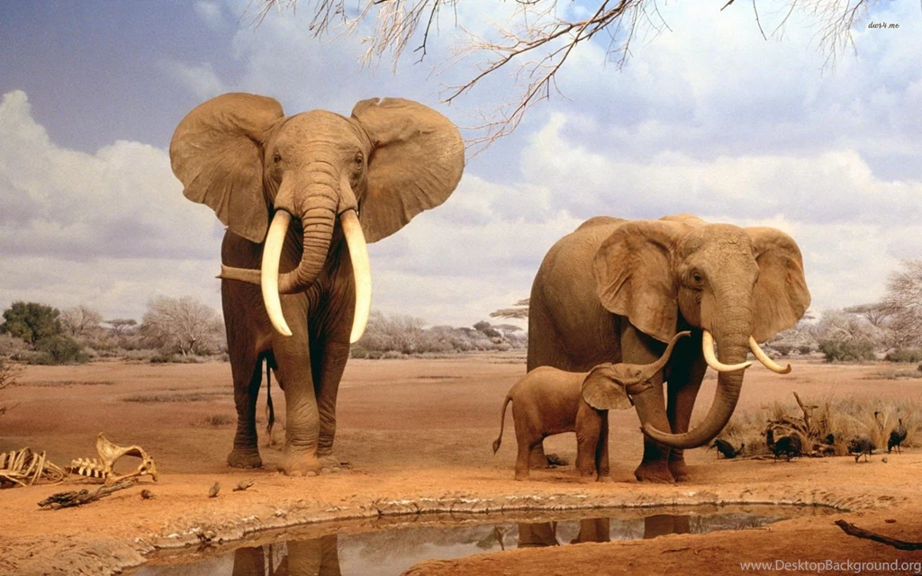 Elephant Wallpapers