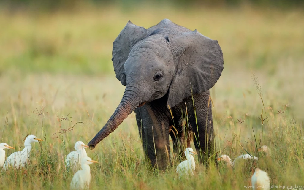 Elephant Wallpapers