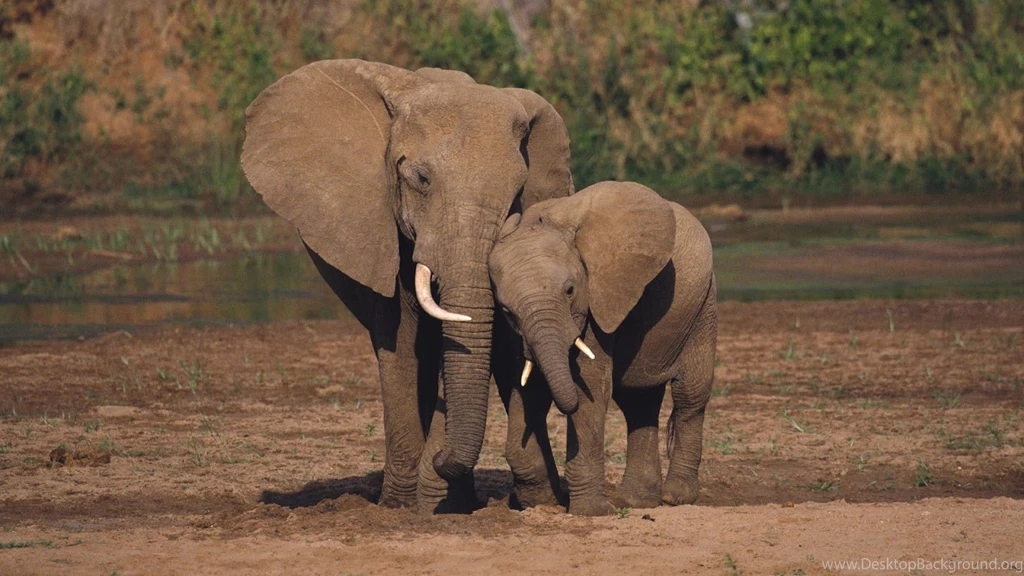 Baby Elephants Wallpapers Hd For Desktop Widescreen