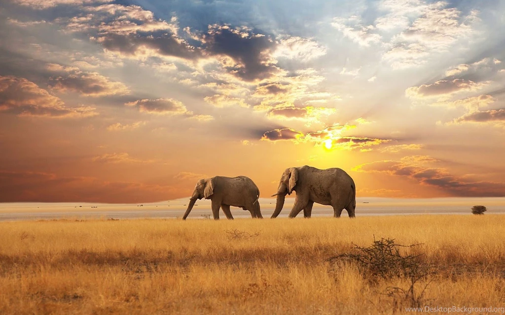 HD Elephants Wallpapers And Photos