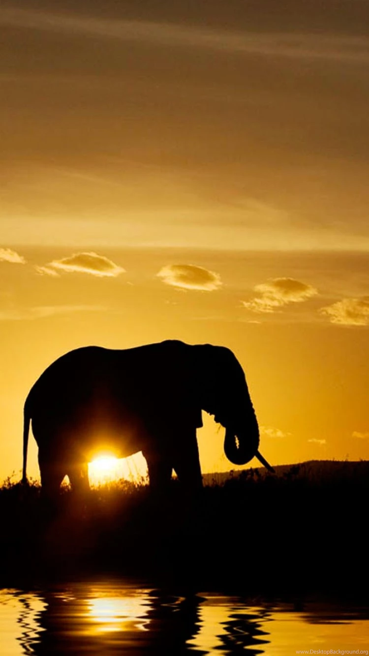 Download Wallpapers 750x1334 Elephants, Sunset, Nature, Silhouette ...