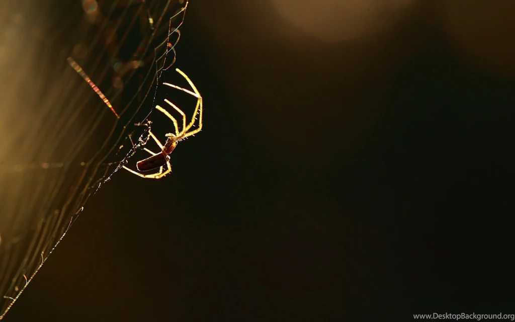 Pics, Facts, Funny Stuff About Animals & Nature Spider Backgrounds Hd