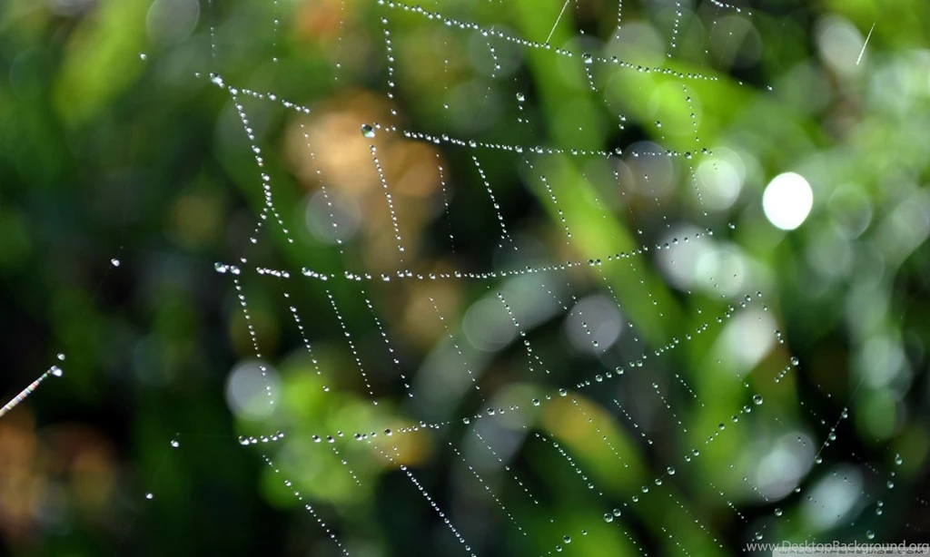 Wet Web HD Desktop Wallpapers : High Definition : Fullscreen : Mobile