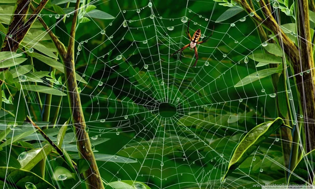 Spider On Web HD Desktop Wallpapers : High Definition : Fullscreen ...