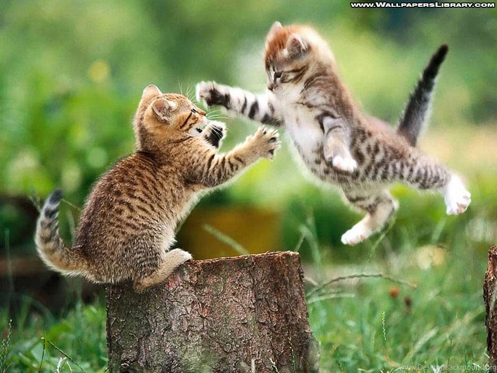 Wallpapers Funny Kittens 1024x768