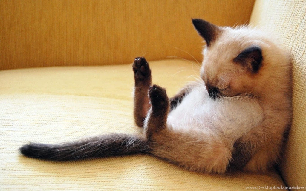 Funny Kittens Wallpapers 1280x800 (15)