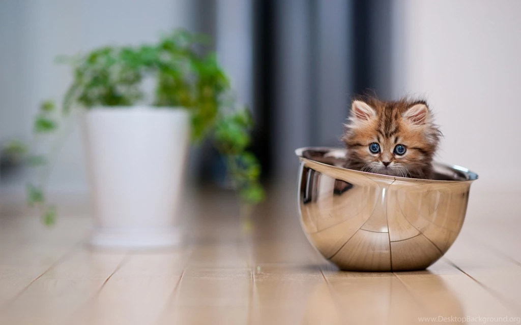 Desktop Hd Funny Images Of Cats And Kittens