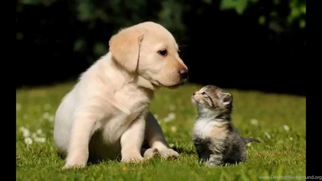 Funny Kitten Wallpapers YouTube