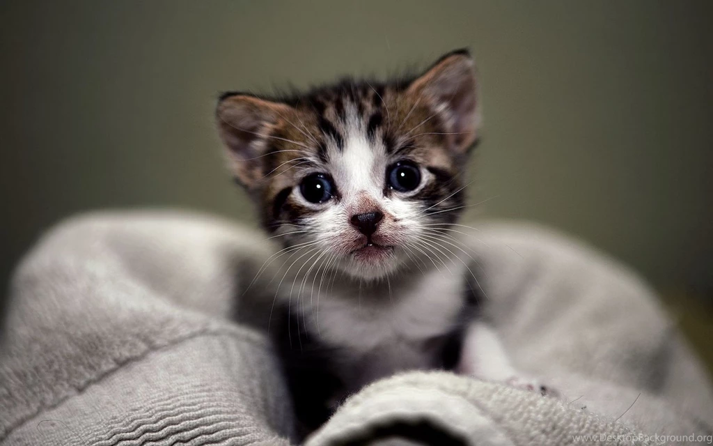 Cute Kitten Wallpapers