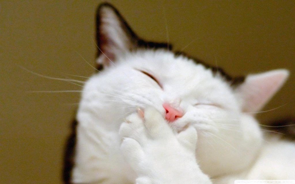 Funny Kittens Wallpapers 1280x800 (10)