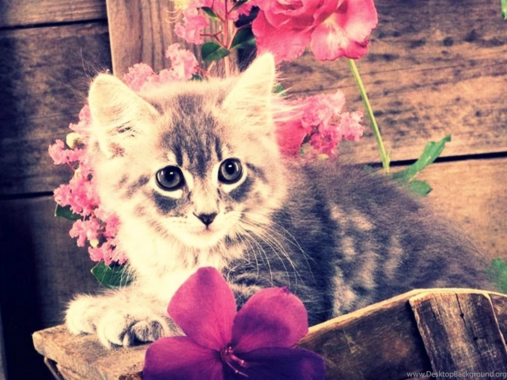 These Cute Kittens Will Make You Go Run To The Pet Store ...