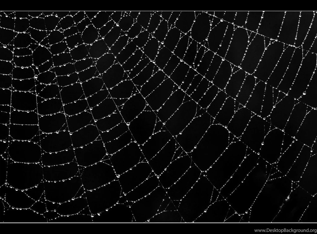 Spider Web Wallpapers Wallpapers Zone