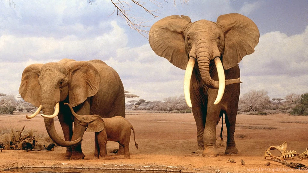 Elephant Animals Wallpapers HD