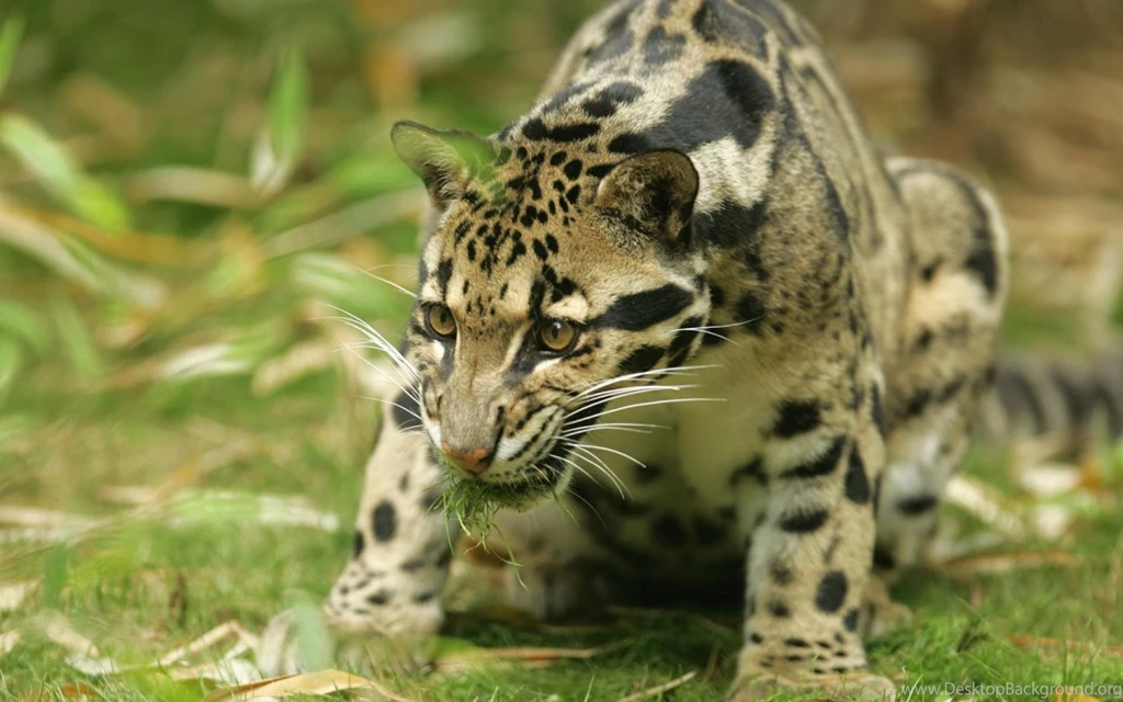 Wild Animal Wallpapers Hd