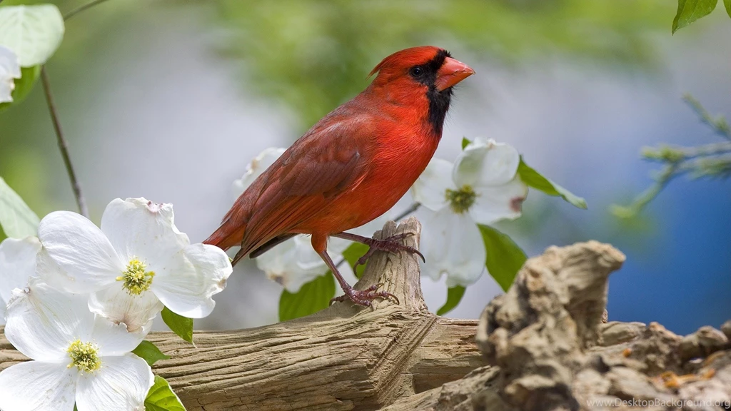 Animal HD Wallpapers 1080P, Widescreen Wallpapers, Animal ...