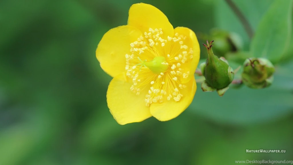 1360x768 Wallpapers Hypericum Kouytchense Photo Wallpaper Backgrounds