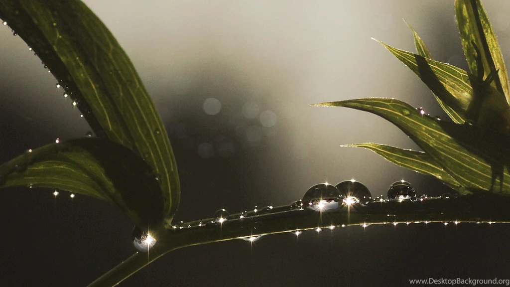 Brilliant Drops Of Dew On A Branch Wallpapers And Images ...