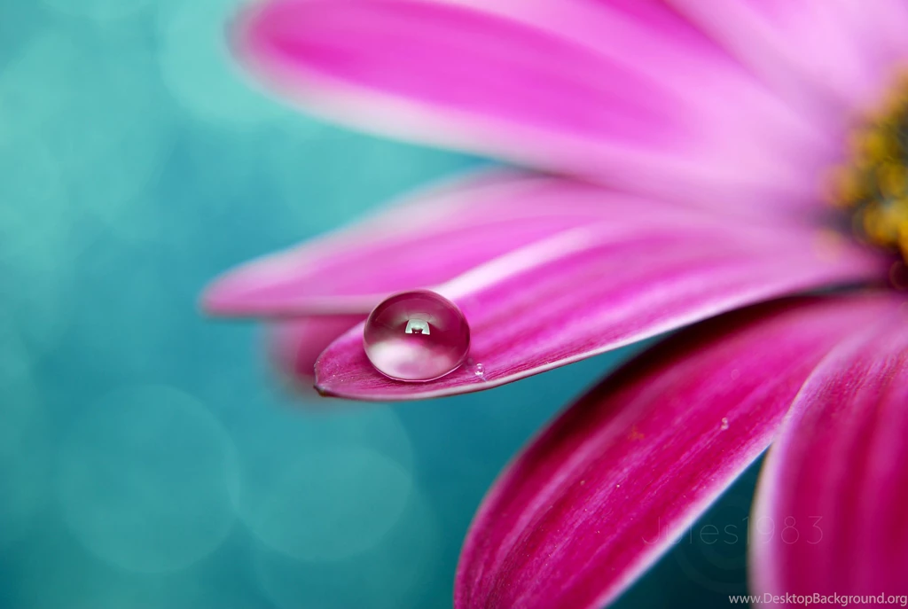 Download Nature Flowers Wallpapers 2896x1944