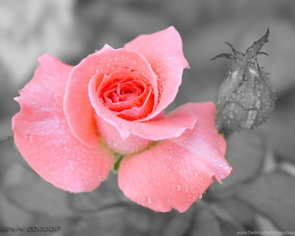 Flowers Rose Flower Dew Water Drops HD Wallpapers Wallpapers (