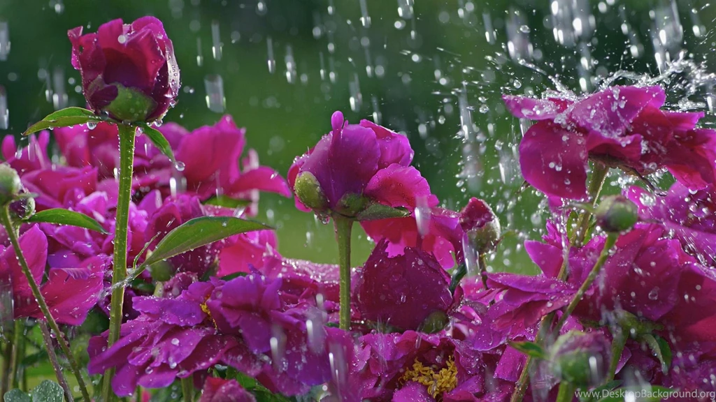 Wallpaper: Peonies, Water, Clearing, Drops, Flowers Wallpapers